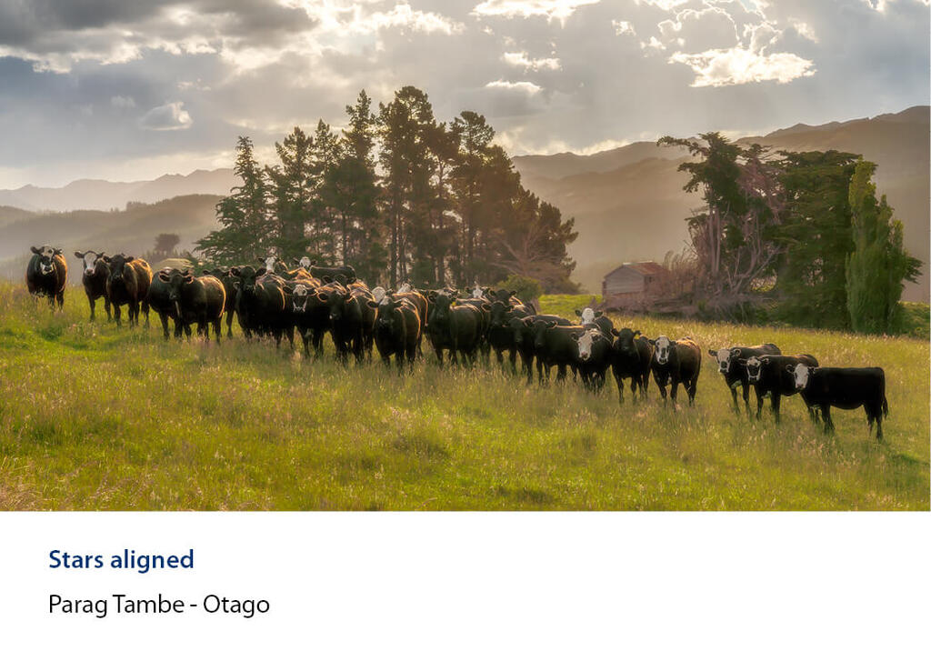 Diagonal line of cattle in sloped paddock with pine shelterbelt in background.