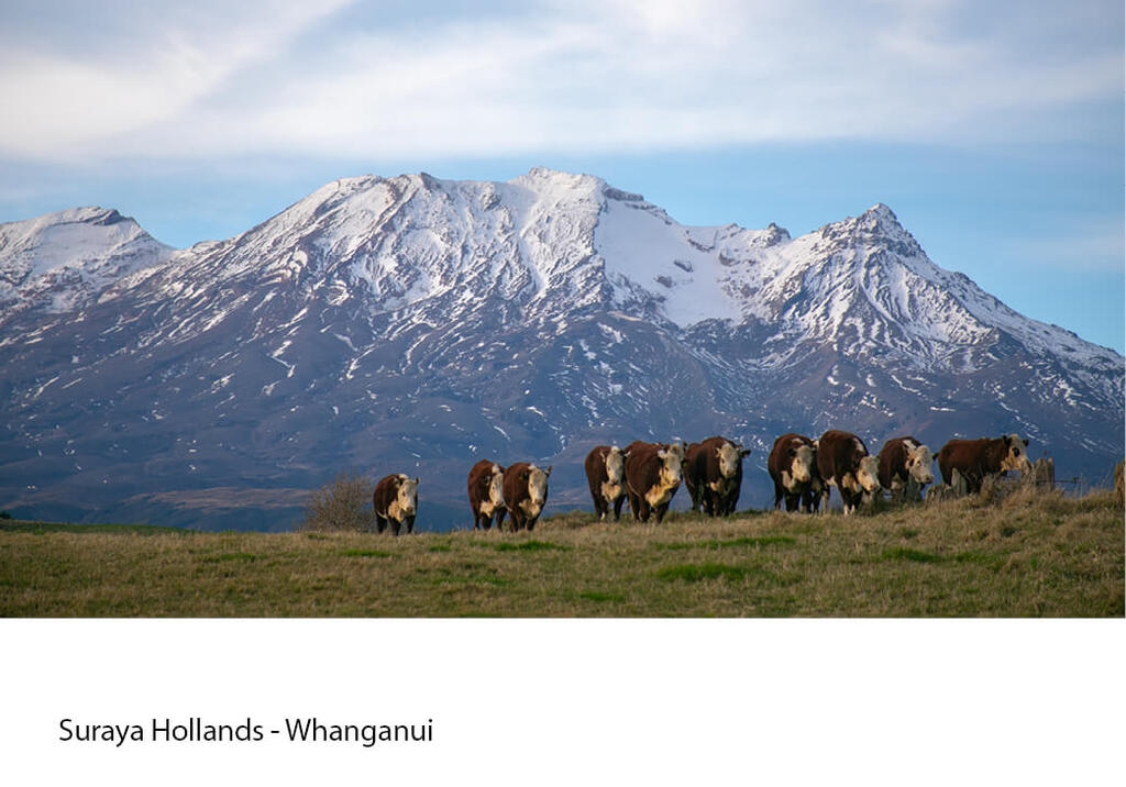 Row of cattle on a ridge below a snow-covered peak.