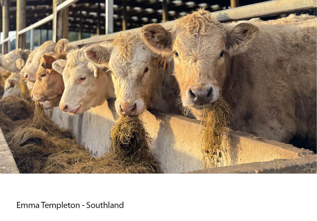 Cattle lined along a concrete feed trough full of hay.