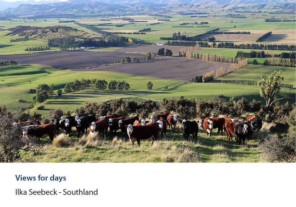 Mob of cattle on a tussocky hilltop above patchwork paddocks.