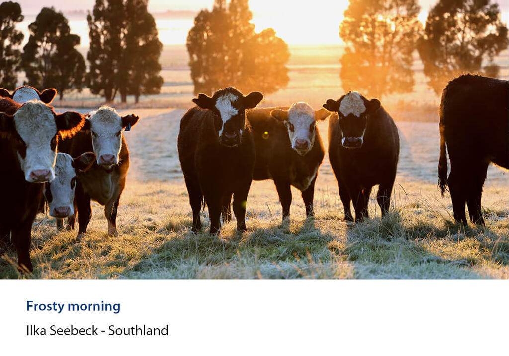Cattle standing in a frosty paddock at sunrise with backlit shelterbelt trees.