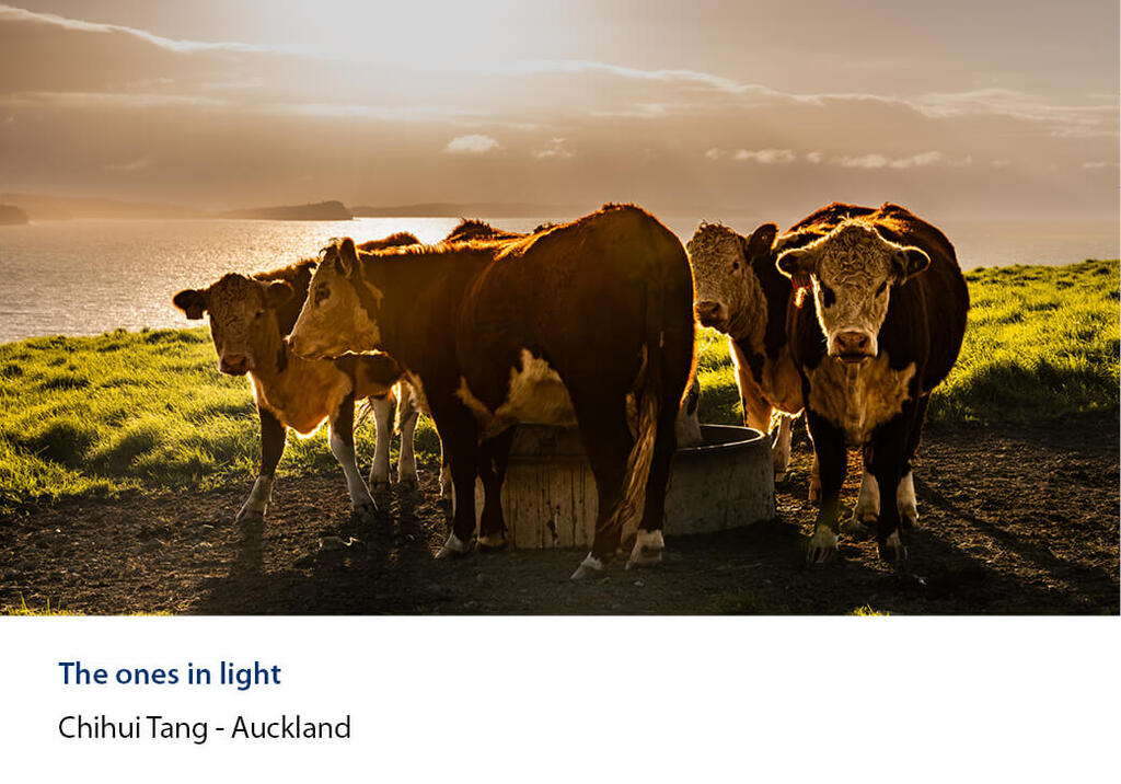 Cattle around a trough in a coastal paddock at sunset, sea and headland behind.