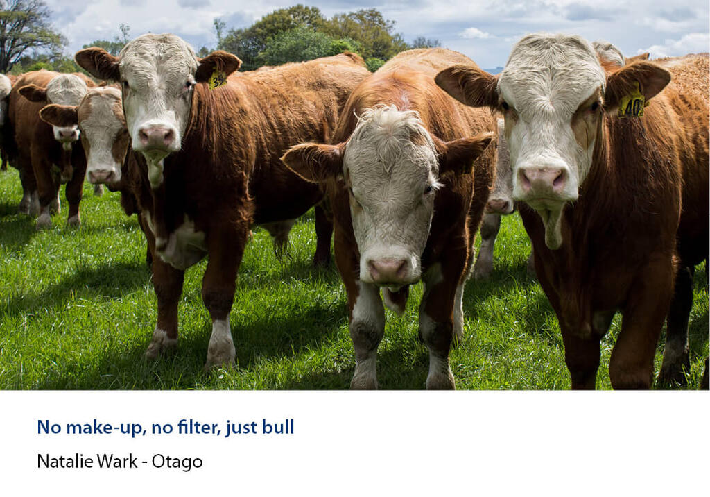 Cattle in a paddock looking straight at the camera.