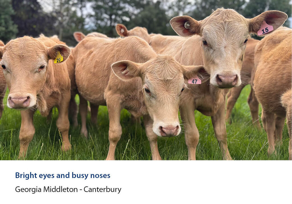 Group of calves crowding close in long grass.