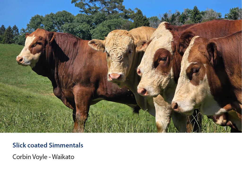 Five simmental cattle lined up on a sunny slope with bush behind.
