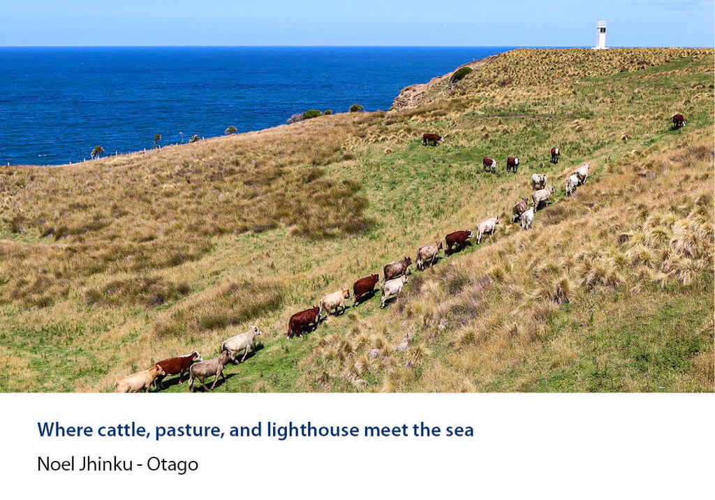 Cattle in single file up a coastal tussock hill with a lighthouse and the sea beyond.