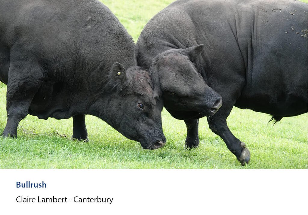 Two big black bulls pushing head to head in a grassy paddock.