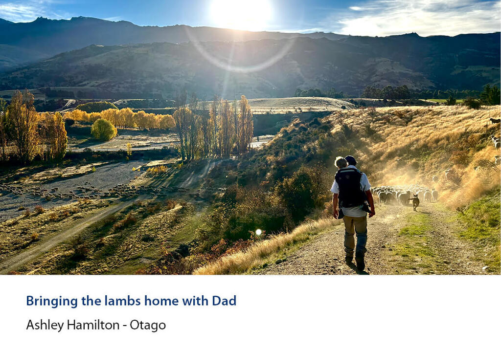 Farmer carrying a child in back pack down a farm track behind sheep and a dog, autumn poplars beyond.