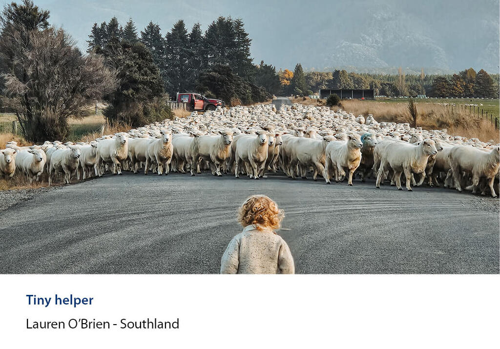 Small child on a road facing a big mob of shorn sheep with a ute parked behind.
