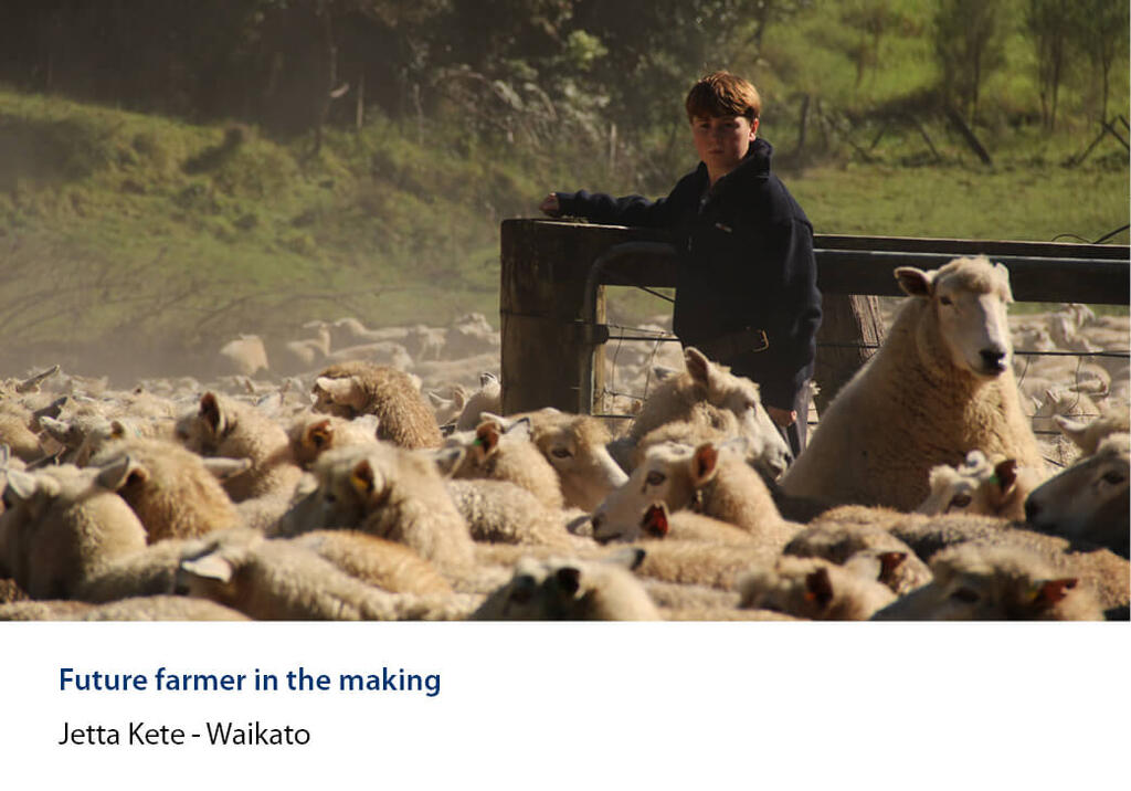 Boy leaning on a farm gate above a yard packed with sheep in dusty light.
