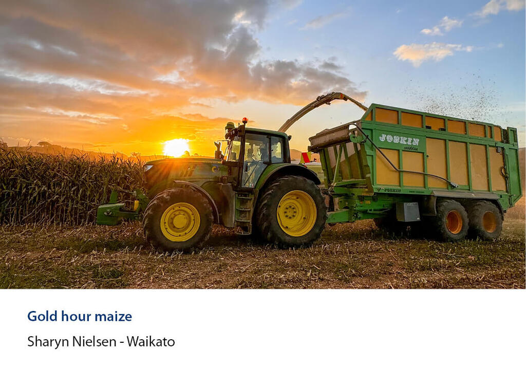 Tractor and trailer being filled with chopped maize at sunset beside the standing crop.