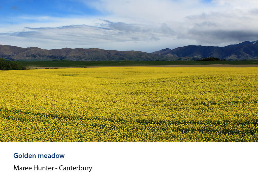 Flowering yellow crop stretching to dry ranges under a cloudy sky.