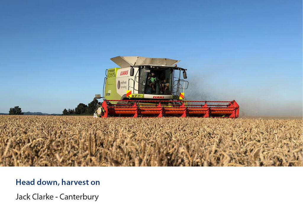Combine harvester cutting grain crop under a clear sky.