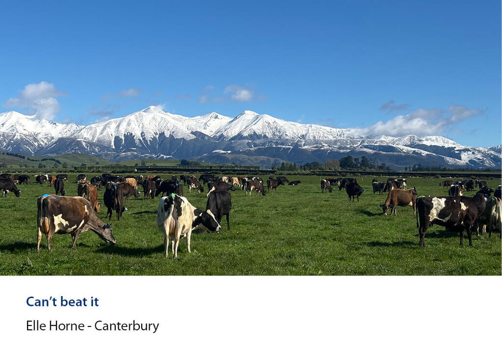 Dairy herd grazing a flat paddock below snow-covered ranges.