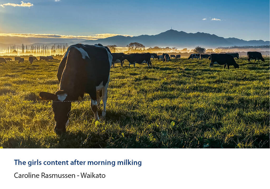 Dairy cows grazing in low morning sun with mist and a hill range behind.
