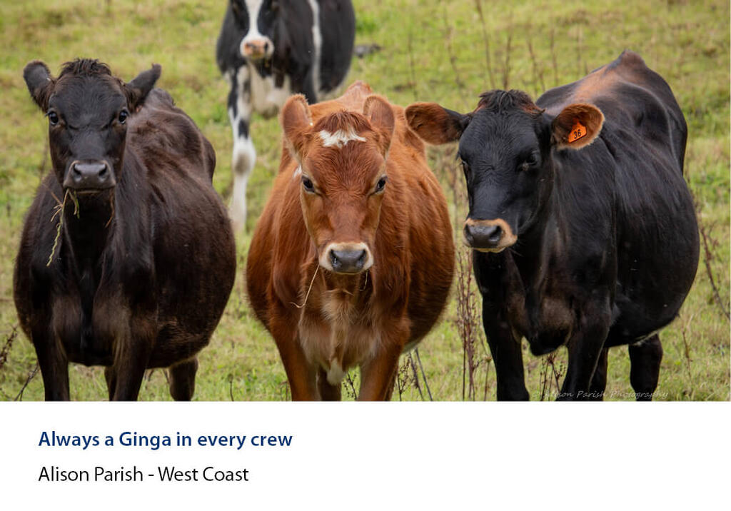 Three cows in a paddock with a fourth standing behind.
