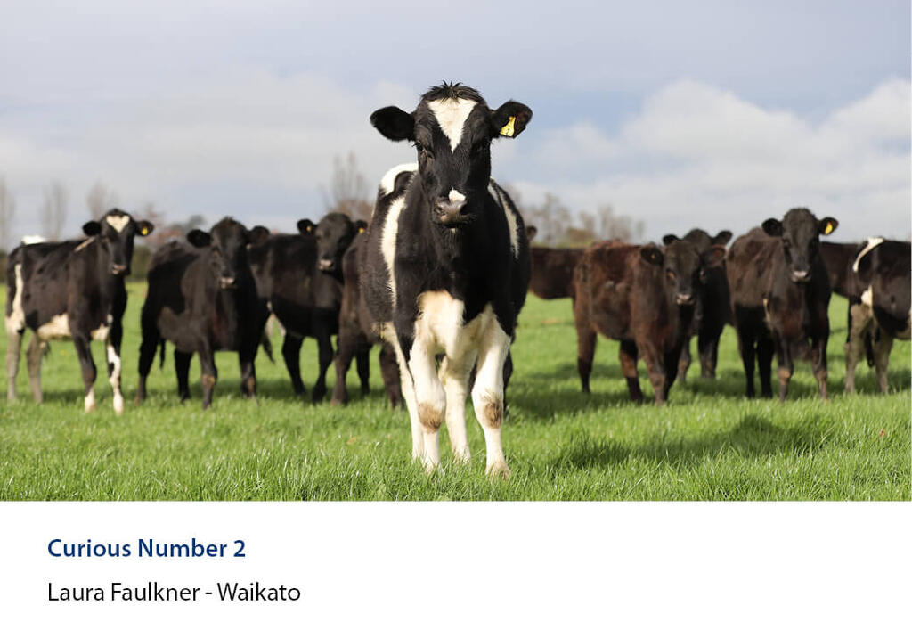 Curious calf stepping forward from a mob in a paddock.