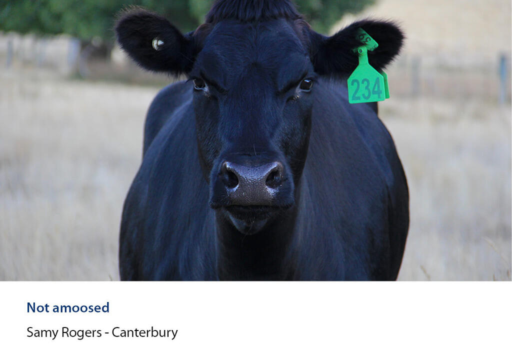 Head-on close-up of a cow, paddock behind.