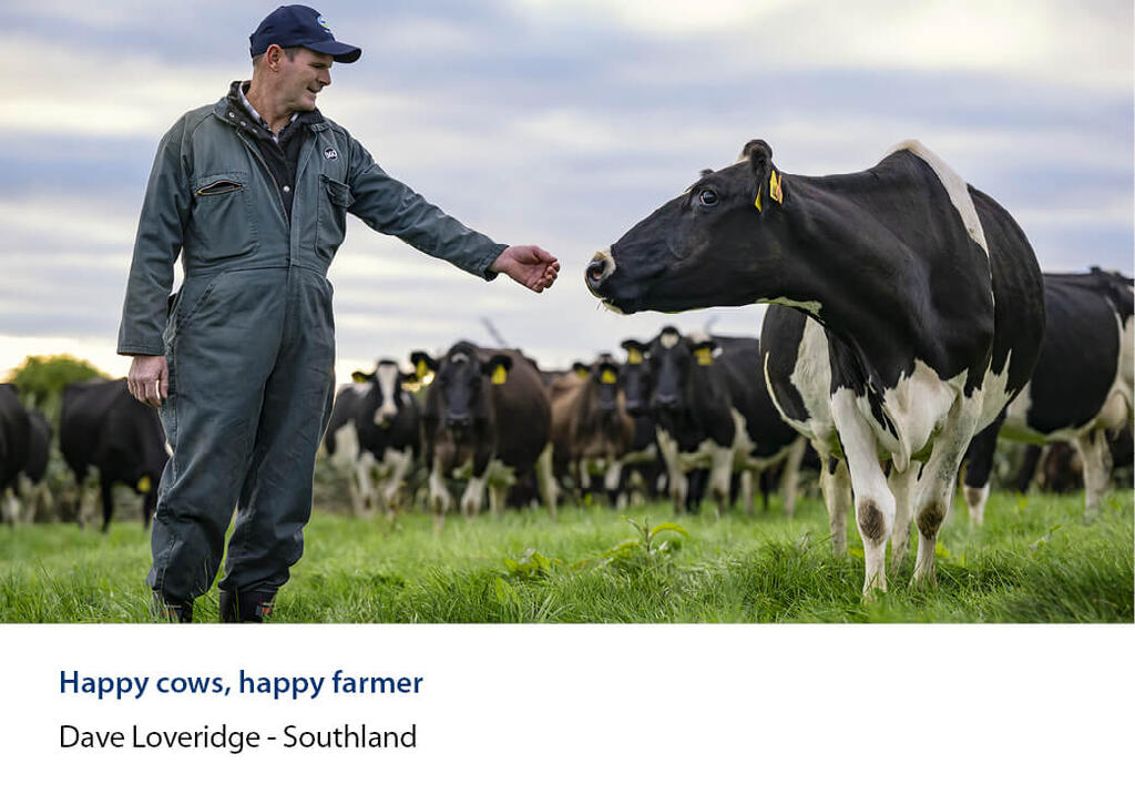 Farmer in overalls reaching a hand towards a dairy cow with the herd behind.