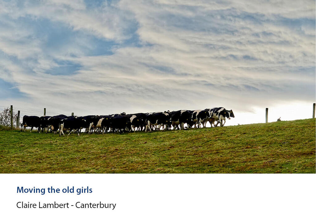Dairy herd walking a fence line along a skyline ridge.