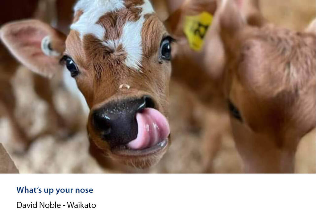 Close-up of a calf licking its own nose.
