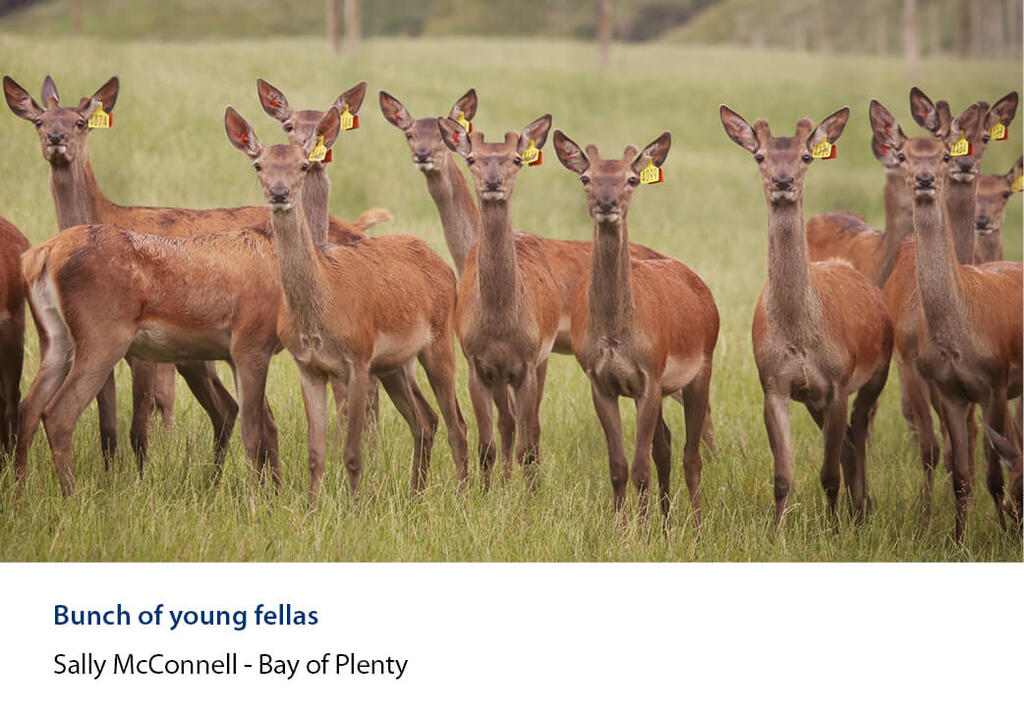 Young tagged deer standing alert in long grass on a deer farm.