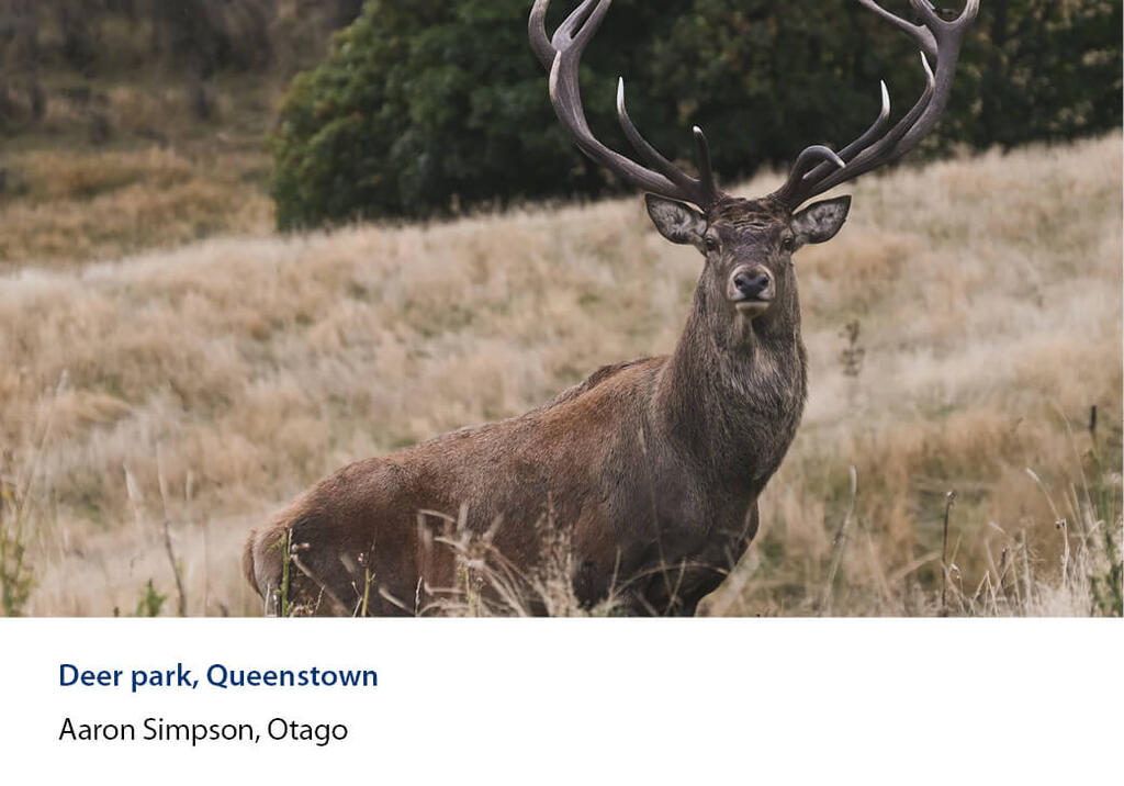 Stag with a full head of antlers in dry tussock at a Queenstown deer park.