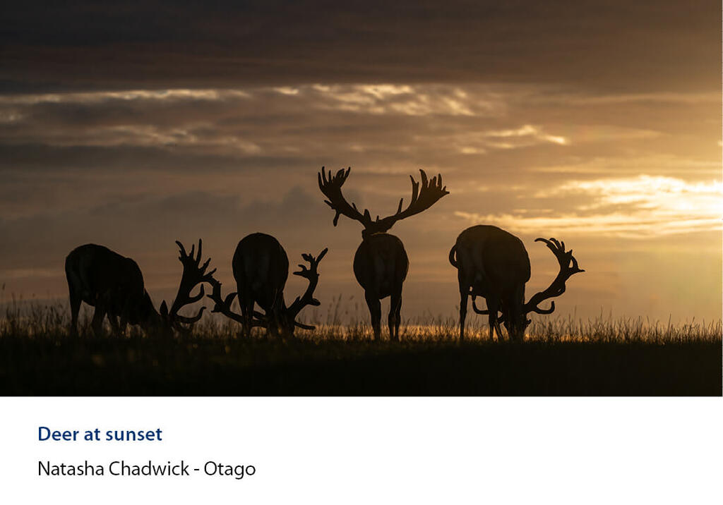 Four antlered stags silhouetted grazing along a ridge at sunset.
