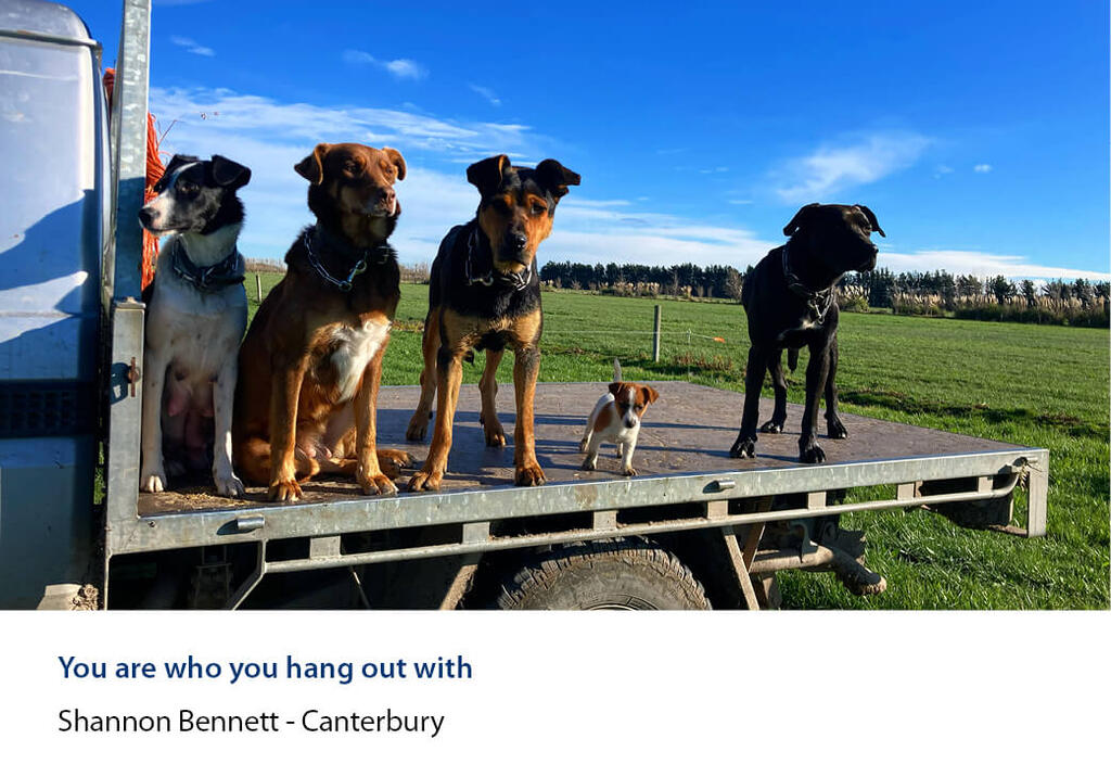 Five farm dogs of different sizes standing on a ute deck under a clear sky.