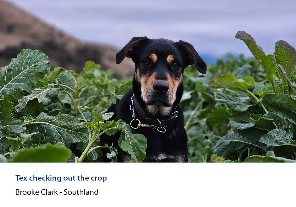 Farm dog sitting among a leafy crop with hills behind.