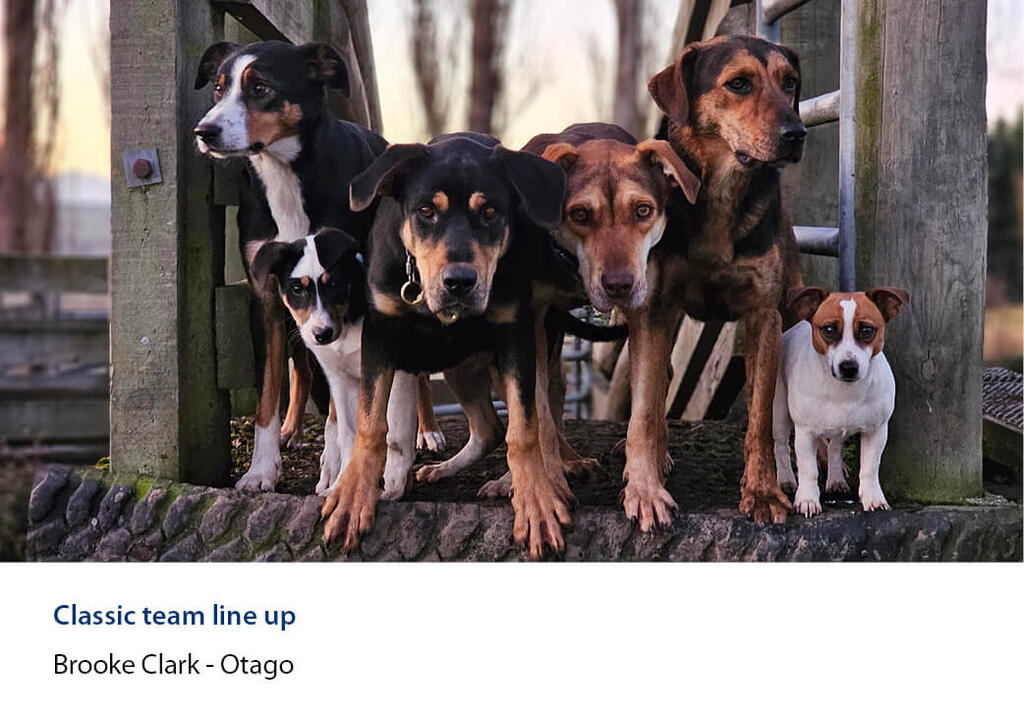 Team of six dogs and pups lined up on a step by the yards.