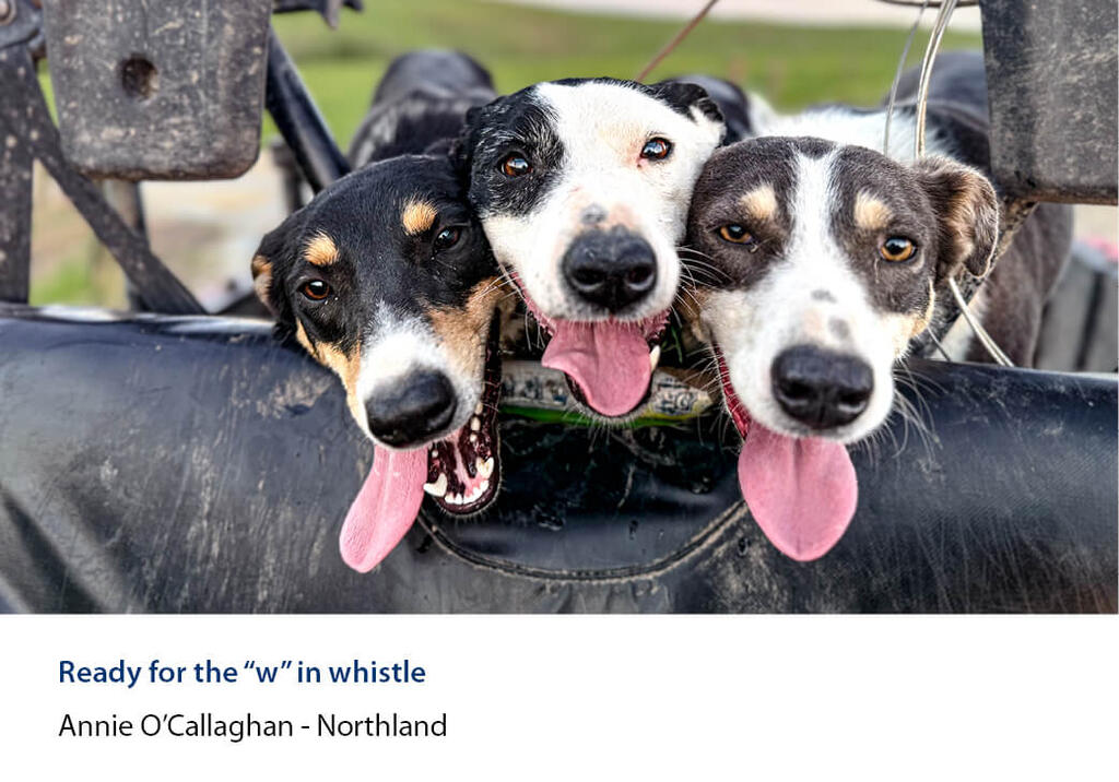 Three panting dogs with their heads lined up on the edge of a vehicle.