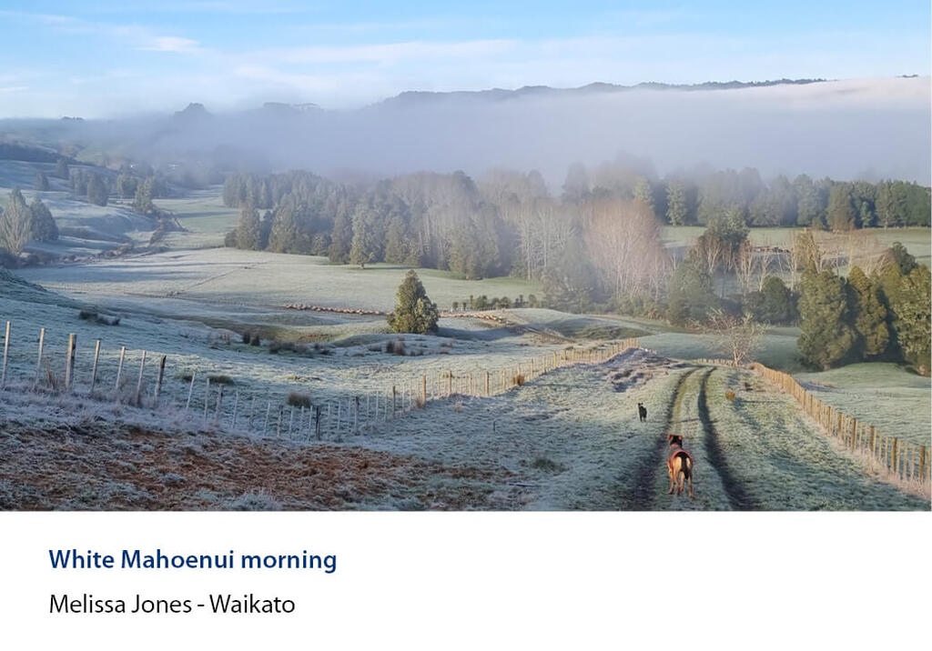 Two dogs on a frosty farm track above misty farmland and bush.