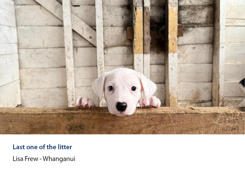 Young white puppy with both paws hooked over a wooden rail inside a shed.