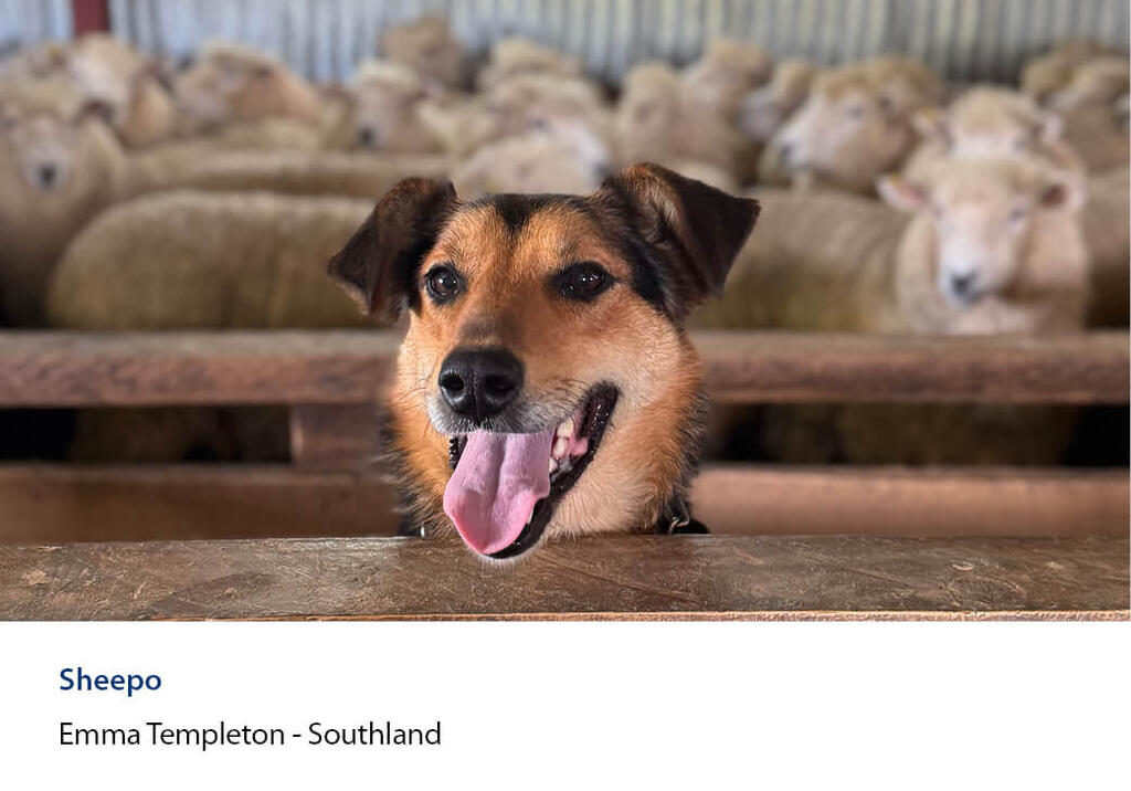 Happy farm dog resting its head on a woolshed rail with sheep behind.