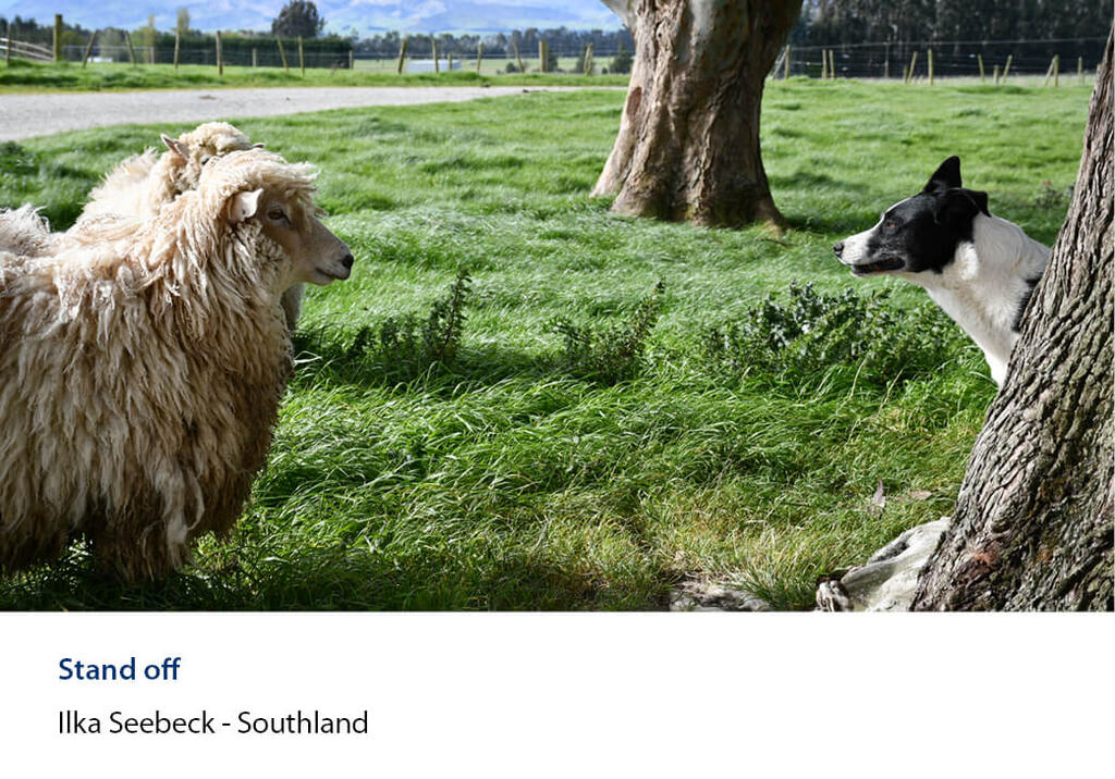 Woolly ewe facing a dog peering round a tree trunk in a paddock.