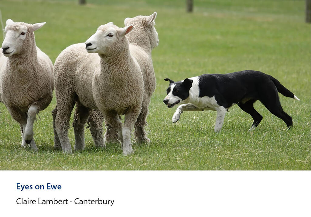Dog crouched low, working three ewes across short grass.