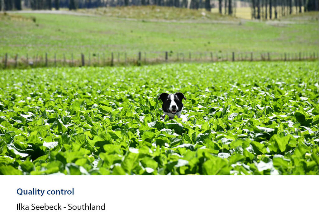 Dog's head popping up above a dense crop in a fenced paddock.