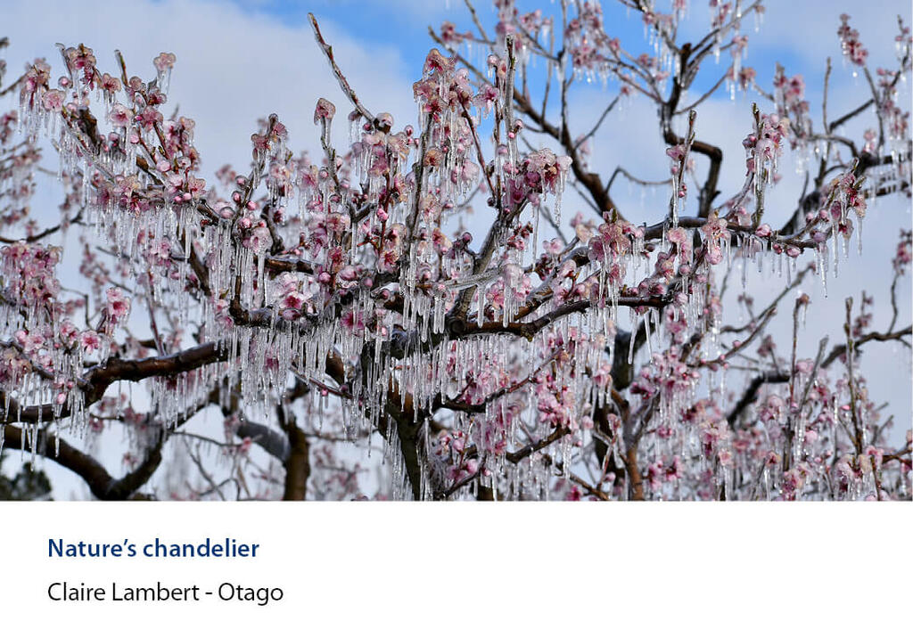 Blossom sheathed in ice with long icicles hanging from the branches.