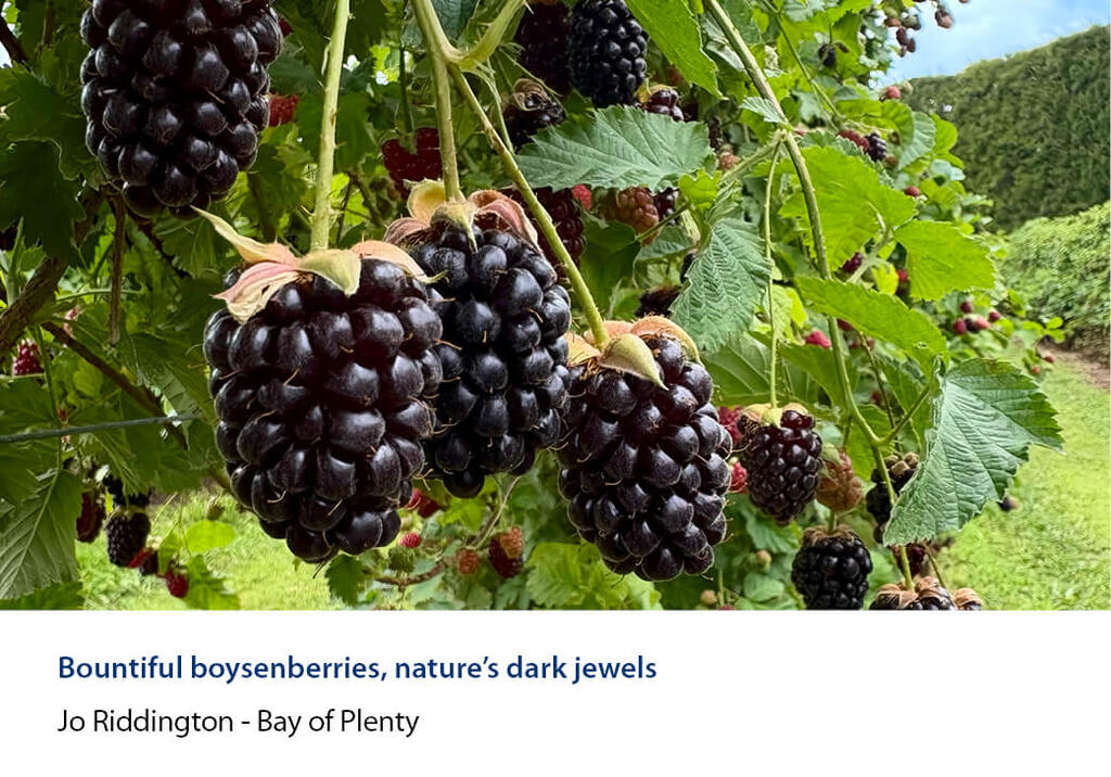 Ripe boysenberries hanging in clusters.