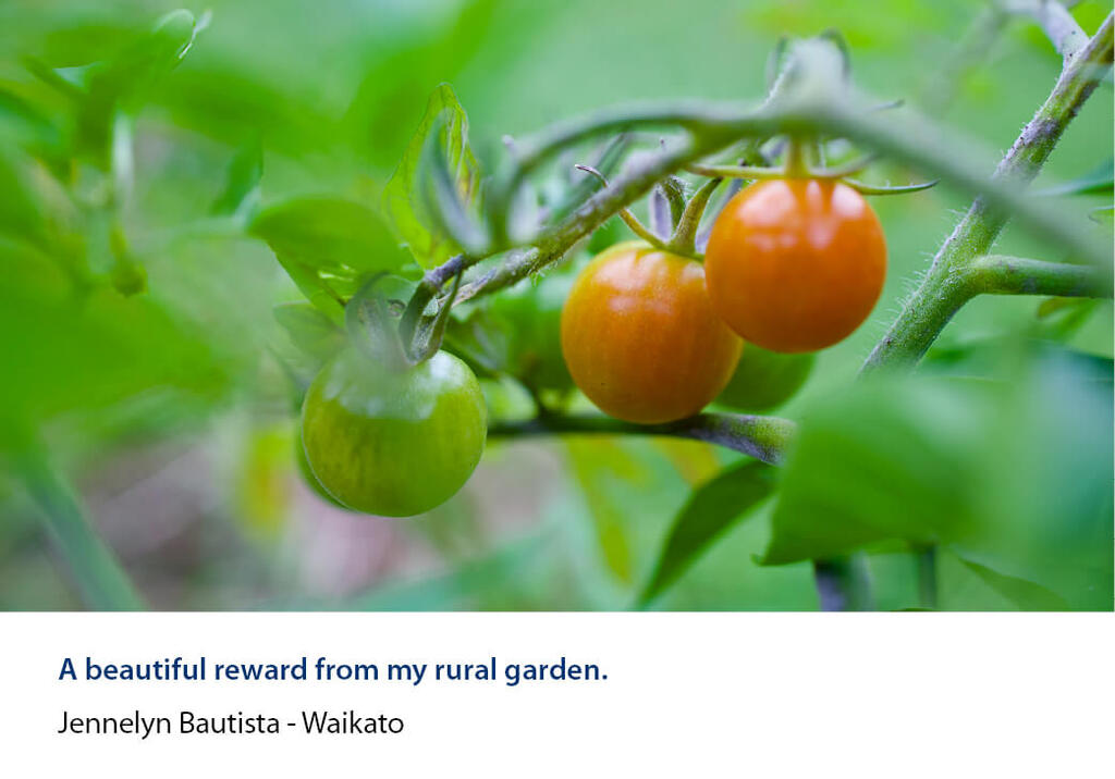 Three small tomatoes ripening from green to orange on the vine.