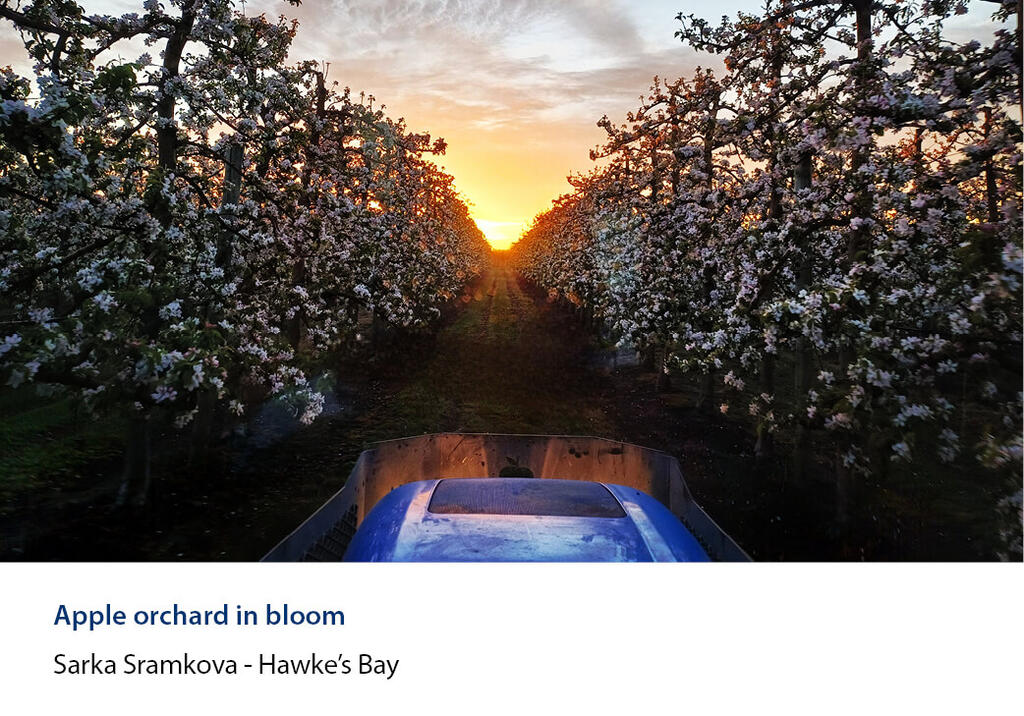 View down a blossoming apple orchard row from a tractor bonnet at sunset.