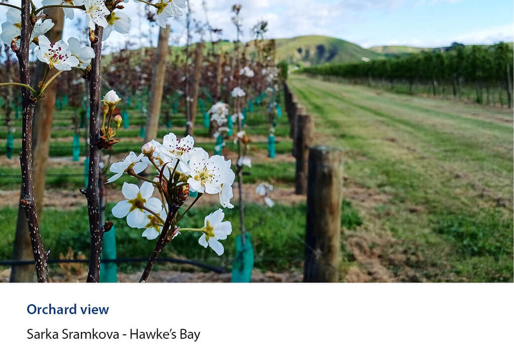 Blossom on orchard trees planted in rows running to green hills in background.