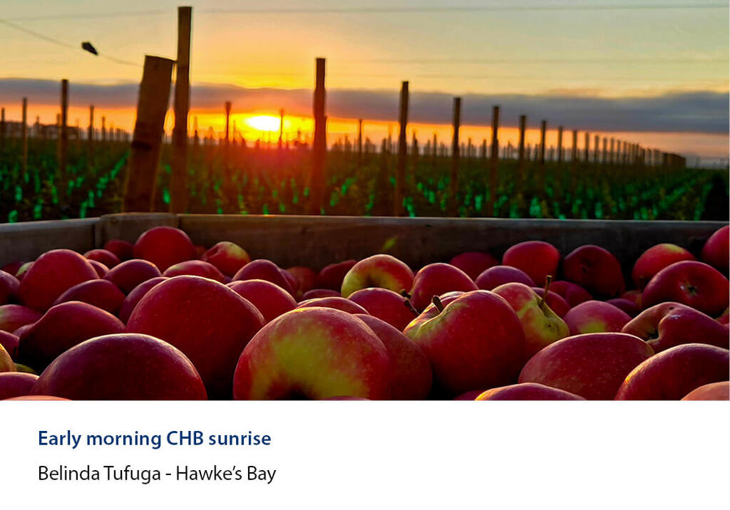 Bin of picked apples in front of orchard rows at sunrise.