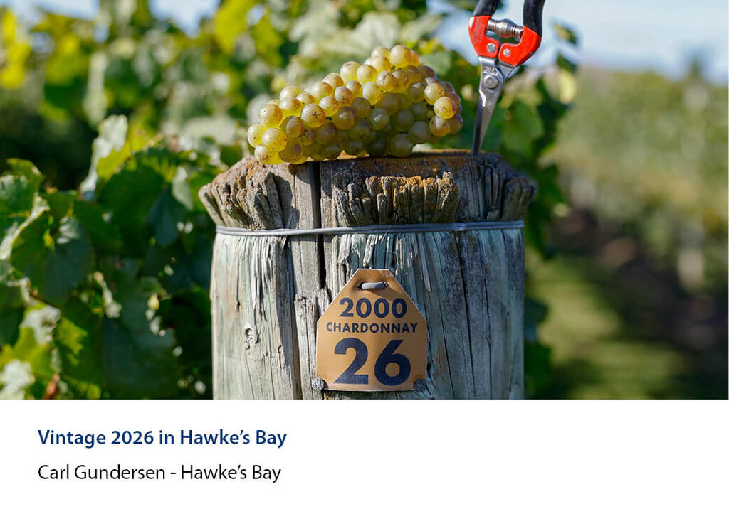 Bunch of grapes and secateurs resting on a vineyard post with a chardonnay row tag.