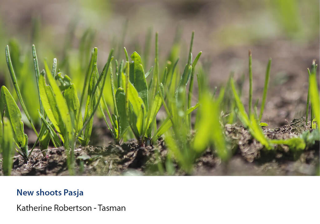 New Pasja shoots pushing up through cultivated soil in close-up.
