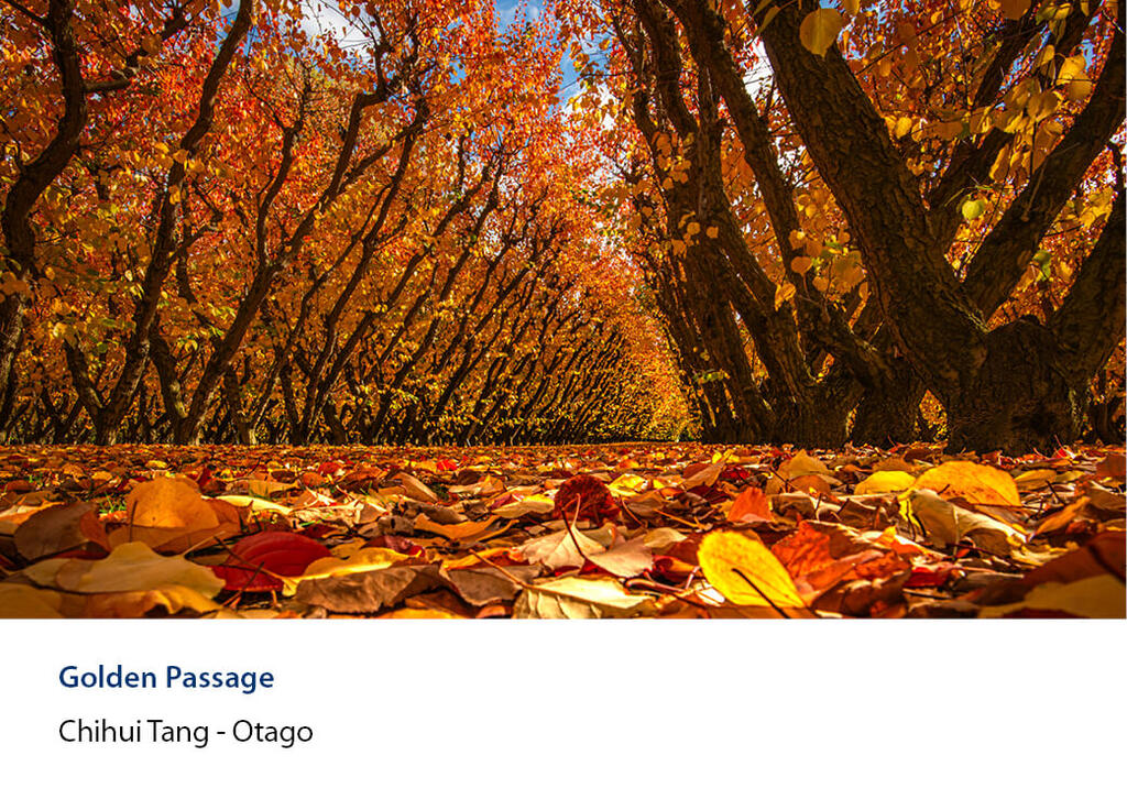 Low view along autumn orchard rows with fallen leaves carpeting the ground.