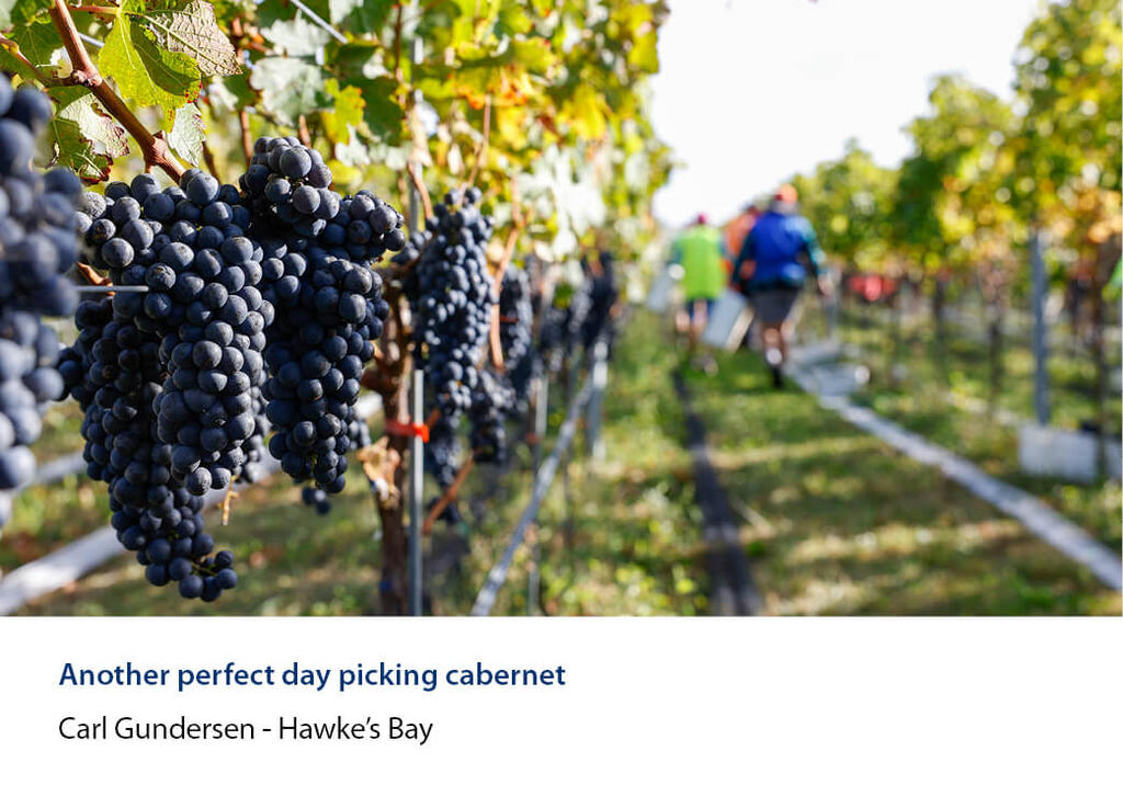 Cabernet grapes on the vine with pickers working up the row behind.