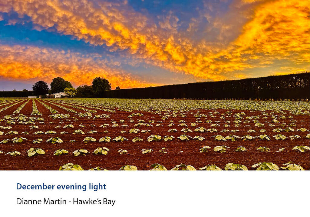 Tidy rows of young plants in soil under a spectacular orange sunset.
