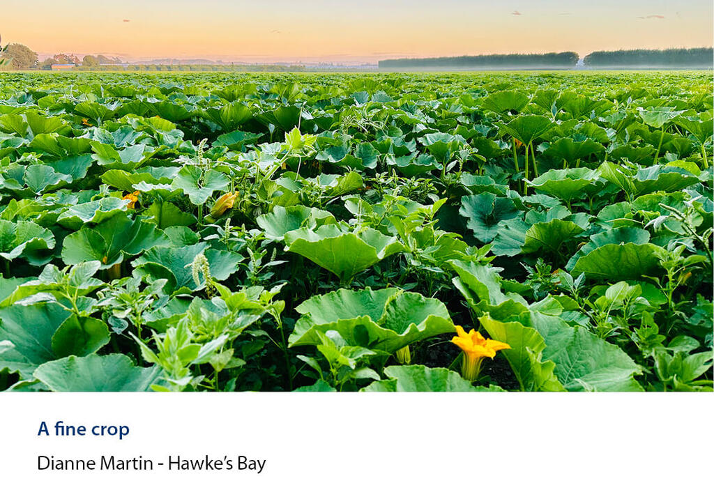 Broad-leafed crop in flower stretching to a shelterbelt at dawn.